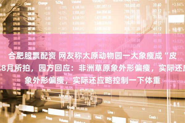 合肥股票配资 网友称太原动物园一大象瘦成“皮包骨”？实为去年8月所拍，园方回应：非洲草原象外形偏瘦，实际还应略控制一下体重